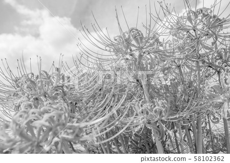 （棕褐色）放大京都的孤挺花 58102362