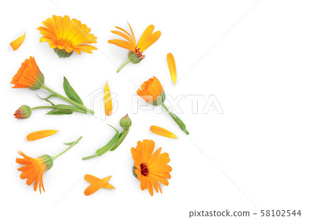 Calendula. Marigold flower isolated on white background with copy space for your text. Top view Calendula. Marigold flower isolated on white background with copy space for your text. Top view 58102544