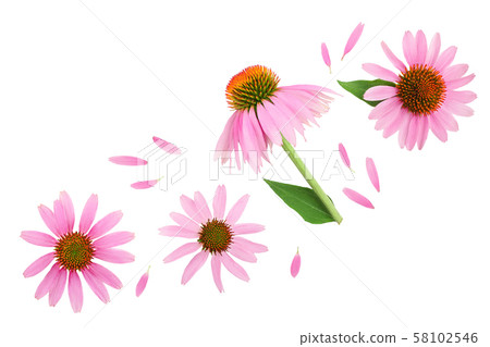 Coneflower or Echinacea purpurea isolated on white background with copy space for your text. Top Coneflower or Echinacea purpurea isolated on white background with copy space for your text. Top 58102546