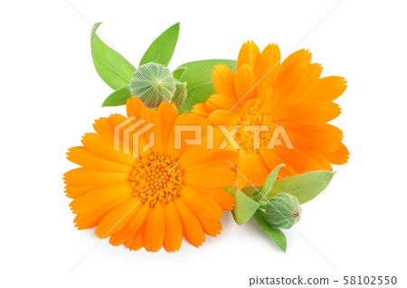 Calendula. Marigold flower isolated on white background Calendula. Marigold flower isolated on white background 58102550