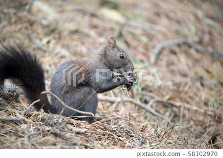 松鼠,松鼠,在山上餵動物 松鼠,松鼠,在山上餵動物 58102970