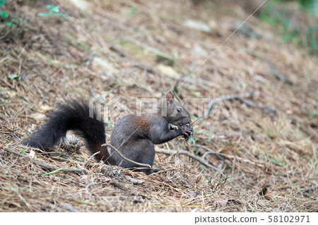 松鼠,松鼠,在山上餵動物 松鼠,松鼠,在山上餵動物 58102971