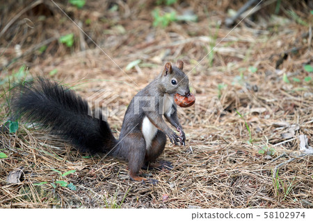 松鼠,松鼠,在山上餵動物 松鼠,松鼠,在山上餵動物 58102974