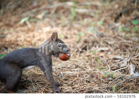 松鼠,松鼠,在山上餵動物 松鼠,松鼠,在山上餵動物 58102976