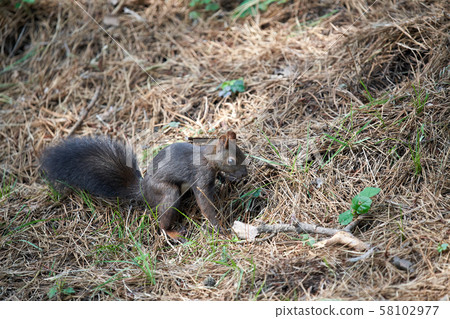 松鼠,松鼠,在山上餵動物 松鼠,松鼠,在山上餵動物 58102977
