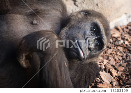 portrait of african montain gorilla to rest portrait of african montain gorilla to rest 58103109