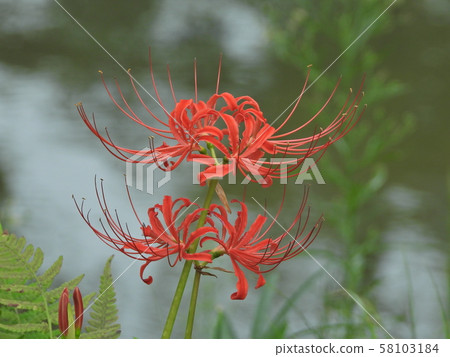 Mantischaege 58103184