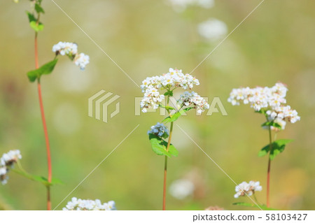蕎麥花 蕎麥花 58103427