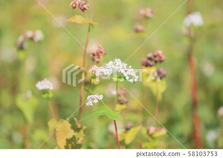 Buckwheat flowers 58103753