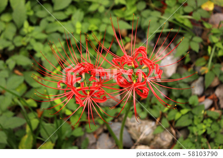 Beautiful petals of cluster amaryllis that blossomed in a housing complex near the Myoseisha River (6) Beautiful petals of cluster amaryllis that blossomed in a housing complex near the Myoseisha River (6) 58103790