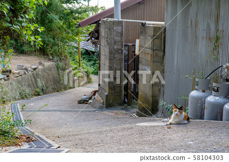 男人Kijima貓 男人Kijima貓 58104303