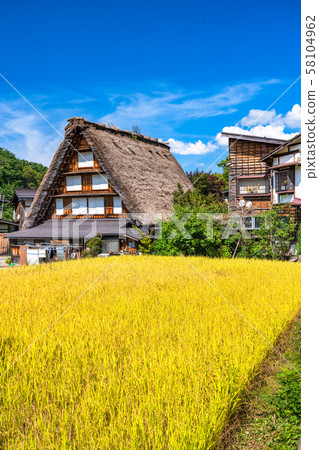 《Gifu Prefecture》Shirakawago Gassho-zukuri Village/Autumn harvest season 58104962