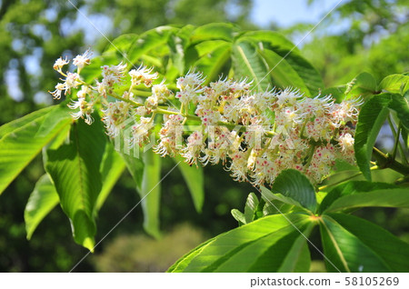 在Tochinoki的花Tochino樹的花在Tochino樹的白花在綻放Tochino樹盛開的白花 在Tochinoki的花Tochino樹的花在Tochino樹的白花在綻放Tochino樹盛開的白花 58105269