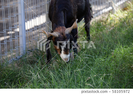 大阪天王寺動物園的Miminaga山羊 大阪天王寺動物園的Miminaga山羊 58105972