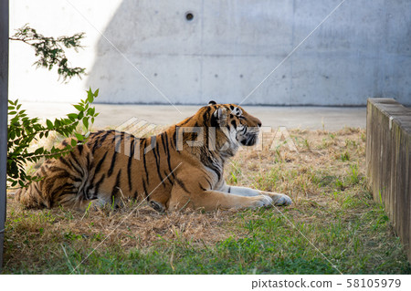 大阪天王寺動物園的老虎 大阪天王寺動物園的老虎 58105979