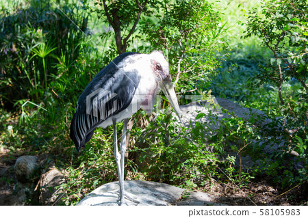 大阪天王寺動物園的禿頭牛 大阪天王寺動物園的禿頭牛 58105983