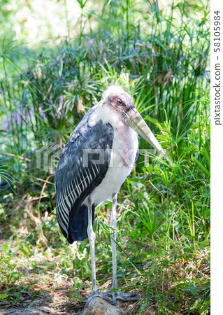 大阪天王寺動物園的禿頭牛 大阪天王寺動物園的禿頭牛 58105984