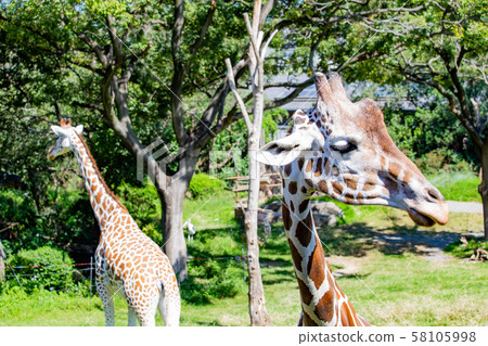 大阪天王寺動物園的Ameme Kirin 大阪天王寺動物園的Ameme Kirin 58105998