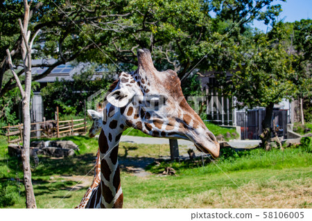 大阪天王寺動物園的Ameme Kirin 大阪天王寺動物園的Ameme Kirin 58106005