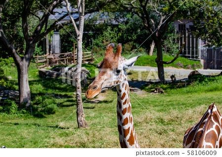 大阪天王寺動物園的Ameme Kirin 大阪天王寺動物園的Ameme Kirin 58106009