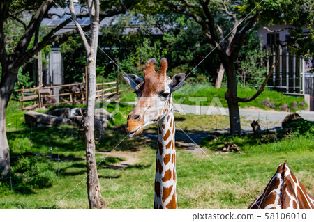 大阪天王寺動物園的Ameme Kirin 大阪天王寺動物園的Ameme Kirin 58106010