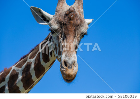 Giraffe at Tennoji Zoo in Osaka 58106019
