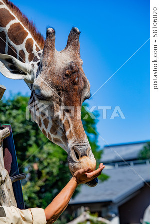 大阪天王寺動物園的長頸鹿 大阪天王寺動物園的長頸鹿 58106020