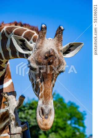 大阪天王寺動物園的長頸鹿 大阪天王寺動物園的長頸鹿 58106021