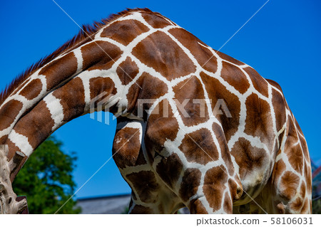 大阪天王寺動物園的長頸鹿 大阪天王寺動物園的長頸鹿 58106031