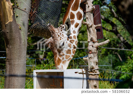 大阪天王寺動物園的長頸鹿 大阪天王寺動物園的長頸鹿 58106032