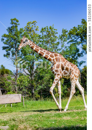 大阪天王寺動物園的長頸鹿 大阪天王寺動物園的長頸鹿 58106033