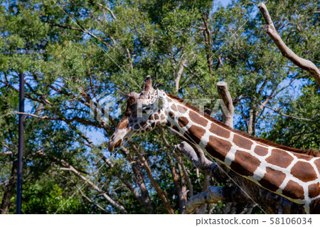 大阪天王寺動物園的長頸鹿 大阪天王寺動物園的長頸鹿 58106034