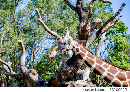 大阪天王寺動物園的長頸鹿 大阪天王寺動物園的長頸鹿 58106035