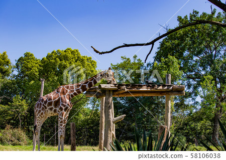 大阪天王寺動物園的長頸鹿 大阪天王寺動物園的長頸鹿 58106038