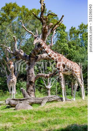 大阪天王寺動物園的長頸鹿 大阪天王寺動物園的長頸鹿 58106040