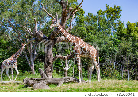 大阪天王寺動物園的長頸鹿 大阪天王寺動物園的長頸鹿 58106041