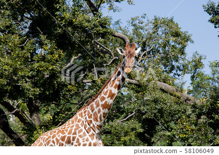 大阪天王寺動物園的長頸鹿 大阪天王寺動物園的長頸鹿 58106049