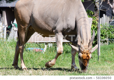 大阪天王寺動物園的大羚羊 大阪天王寺動物園的大羚羊 58106050