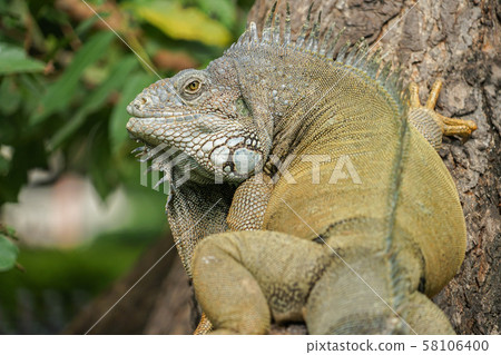 Green Iguana in Seminario Park 58106400