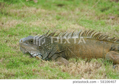 Green Iguana in Seminario Park 58106407