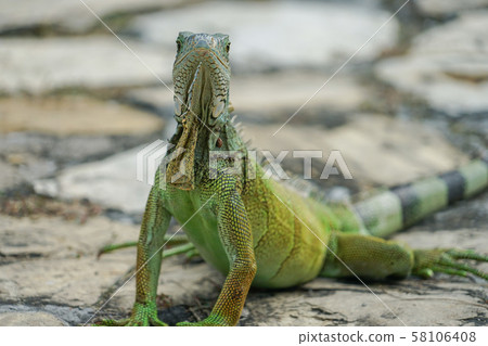 Green Iguana in Seminario Park Green Iguana in Seminario Park 58106408