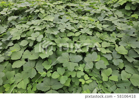 Kudzu 58106418