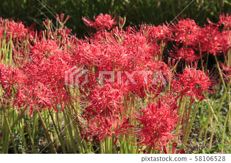 Higan-hana, Asuka-mura, Taka-shi-gun, Nara 58106528