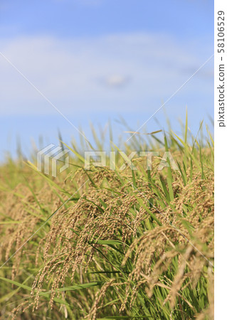 Inaho, a fruitful crop, Asuka Village, Takaichi-gun, Nara Prefecture 58106529