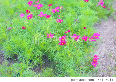 Cosmos flowers Cosmos flowers 58106913