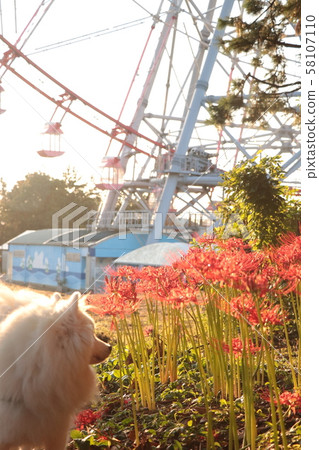 Ferris wheel, red spider lily and Japanese spitz 58107110