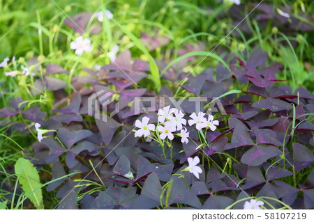 Oxalis Flower Trian Glaris 58107219