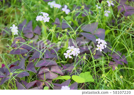 Oxalis Flower Trian Glaris 58107220