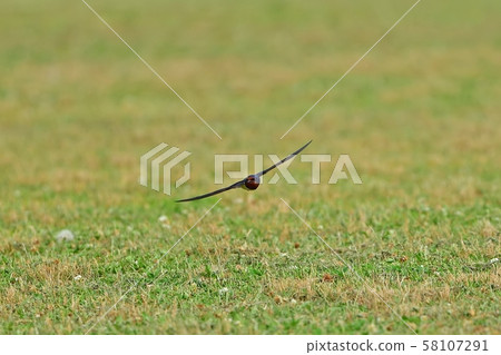 燕子在草坪上優雅地飛翔 58107291