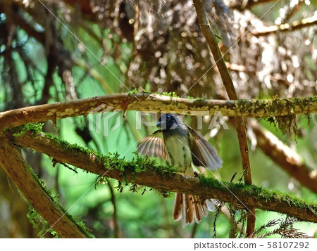 幾個of養父母的sal 幾個of養父母的sal 58107292